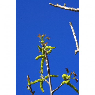 Noyer bourgeons en liquide sans alcool Bio