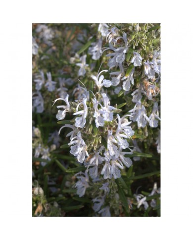 Romarin bourgeons en liquide sans alcool Bio