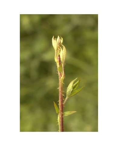 Ronce bourgeons en liquide Bio