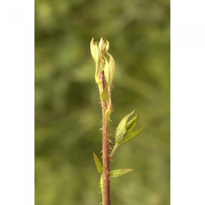 Ronce bourgeons en liquide Bio