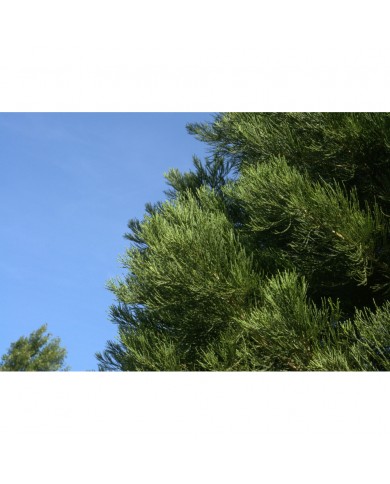 Sequoïa bourgeons en liquide bio
