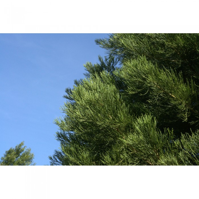 Sequoïa bourgeons en liquide bio