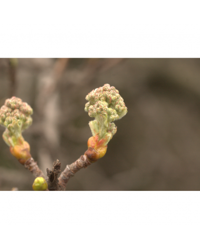 Sorbier bourgeons en liquide Bio