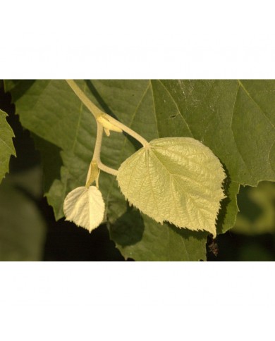 Tilleul bourgeons en liquide sans alcool Bio