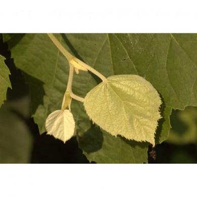 Tilleul bourgeons en liquide sans alcool Bio