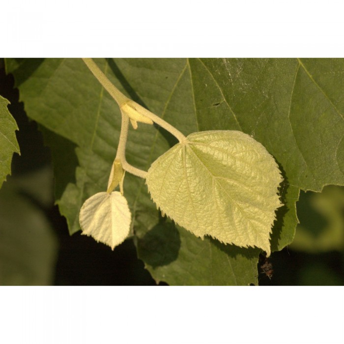 Tilleul bourgeons en liquide sans alcool Bio
