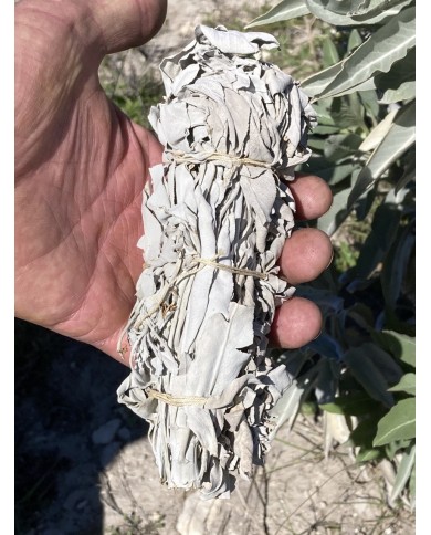 Sauge Blanche pour fumigation produite en Drôme Provençale