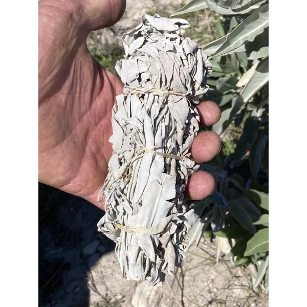 Sauge Blanche pour fumigation produite en Drôme Provençale