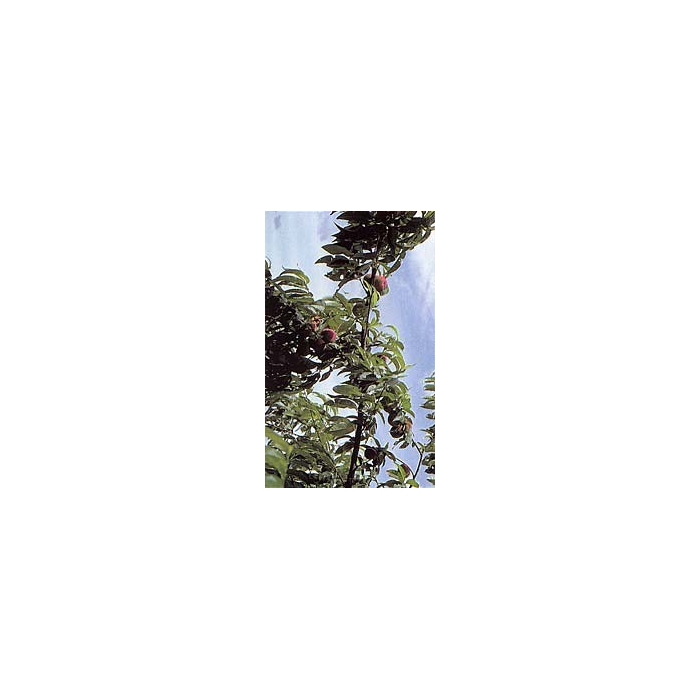 Pêcher - Feuille en vrac