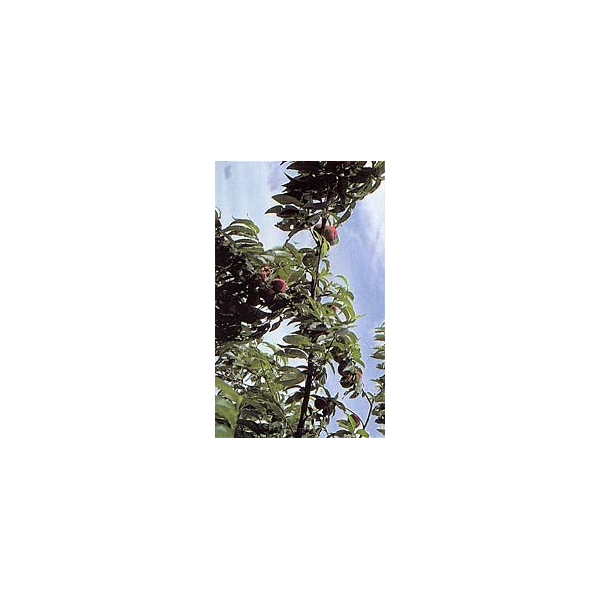 Pêcher - Feuille en vrac