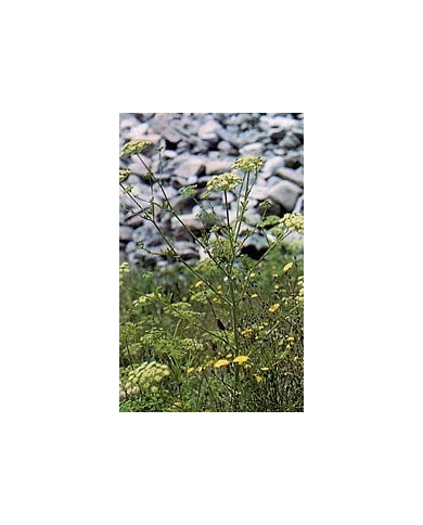 Persil - Feuilles en vrac