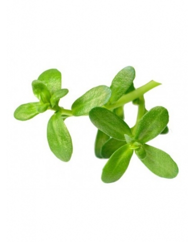 Brahmi en poudre