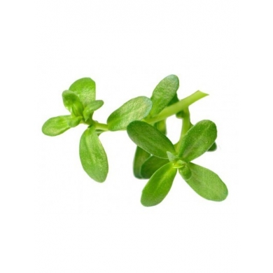 Brahmi en poudre