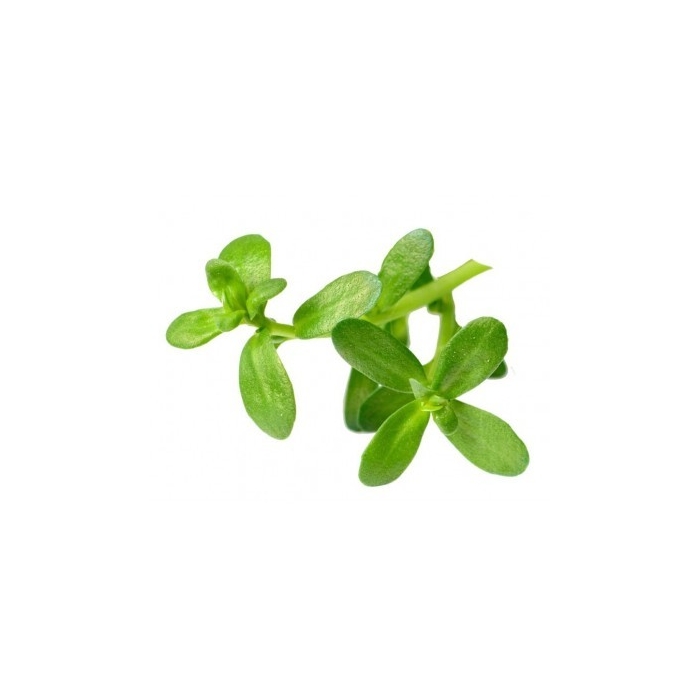 Brahmi en poudre