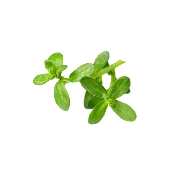 Brahmi en poudre
