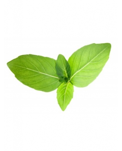 Tulsi (Basilic sacré) en poudre