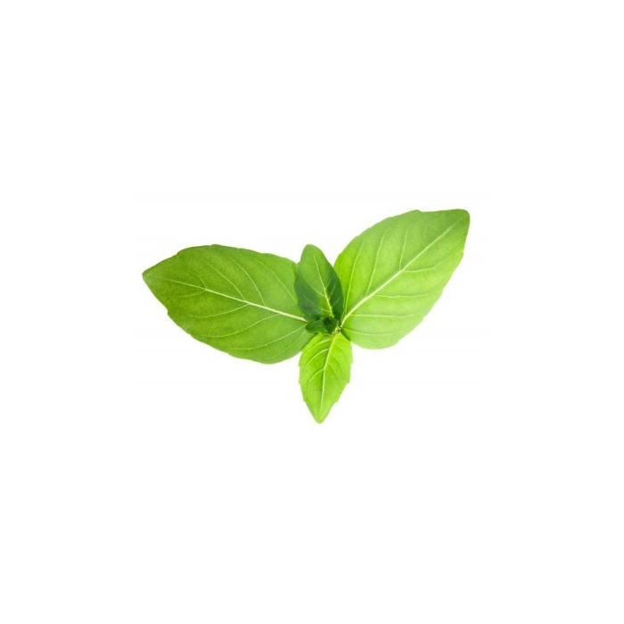 Tulsi (Basilic sacré) en poudre