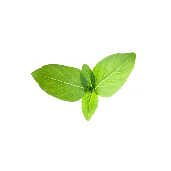 Tulsi (Basilic sacré) en poudre