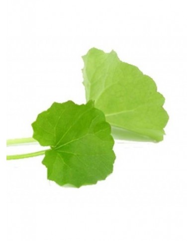 Mandukaparni (Centella asiatica) 125gel
