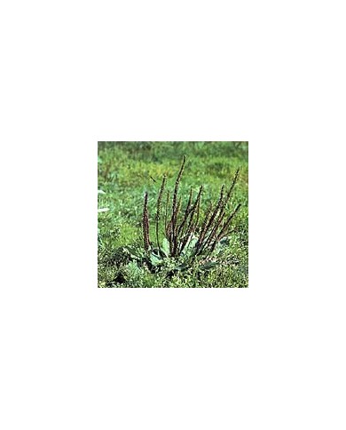 Plantain lancéolé - Feuilles en vrac BIO