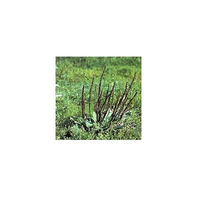 Plantain lancéolé - Feuilles en vrac BIO
