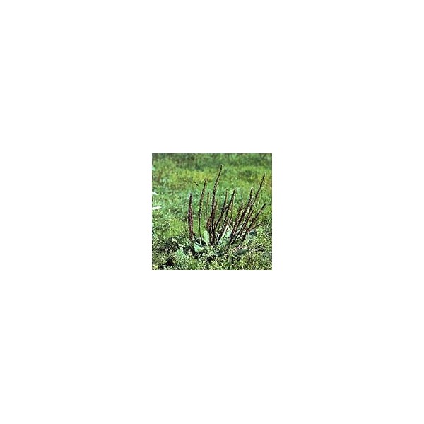 Plantain lancéolé - Feuilles en vrac BIO