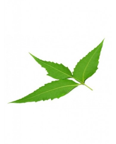 Nimba (Neem) 125 gélules