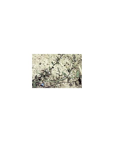Renouée des oiseaux - Feuilles en vrac