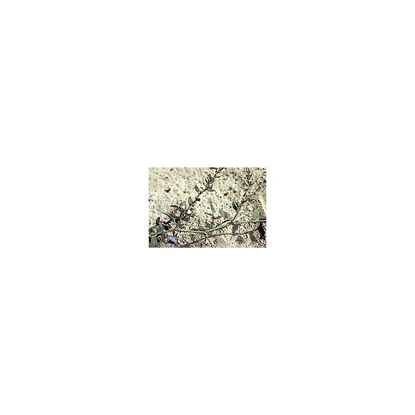 Renouée des oiseaux - Feuilles en vrac