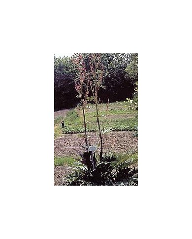Rhubarbe - Racines en vrac