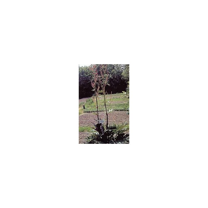 Rhubarbe - Racines en vrac