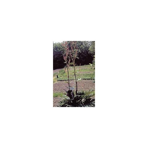 Rhubarbe - Racines en vrac