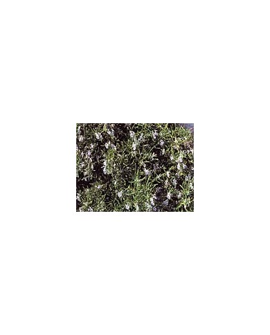 Romarin en vrac BIO