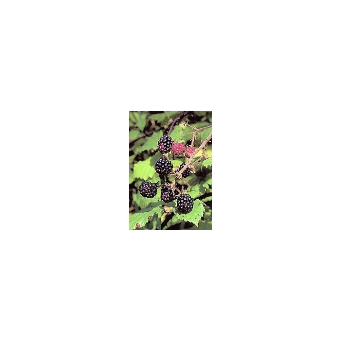 Ronce - Feuilles en vrac