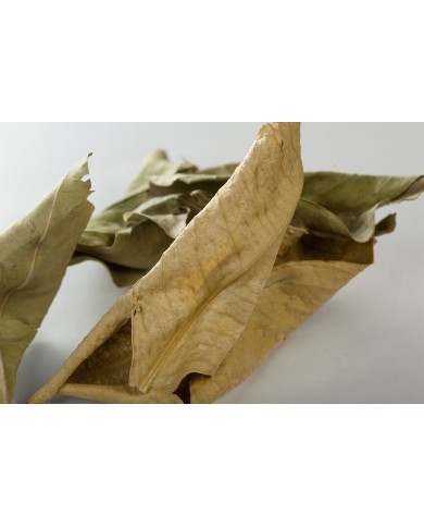 Oranger bigaradier - Feuilles en vrac BIO