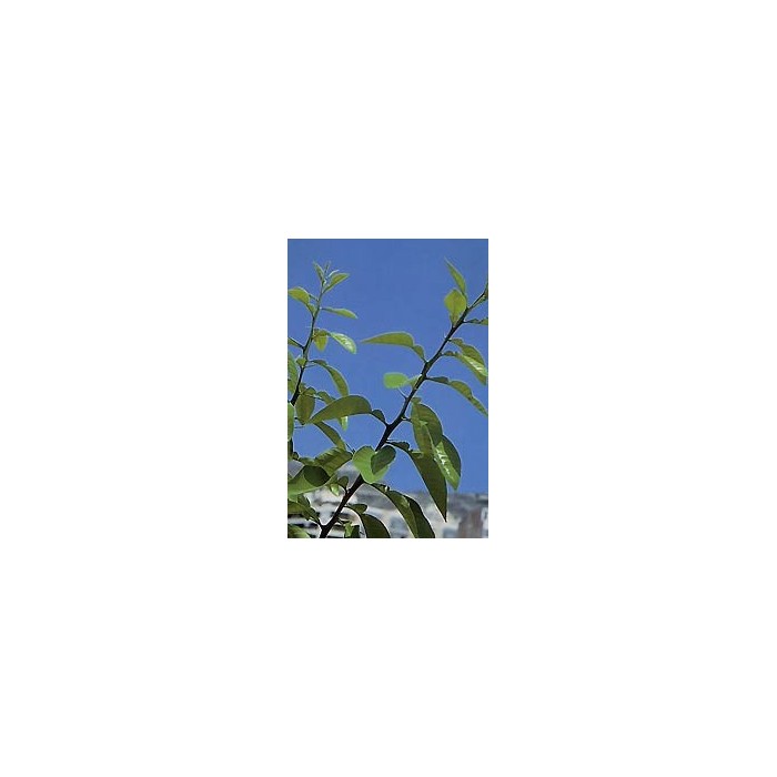 Oranger bigaradier - Feuilles en vrac BIO