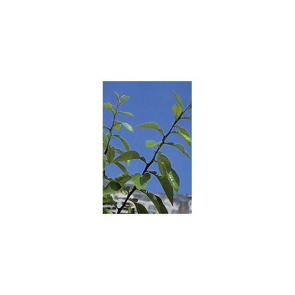 Oranger bigaradier - Feuilles en vrac BIO