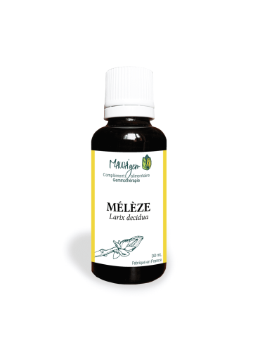 Mélèze - Gemmothérapie bio