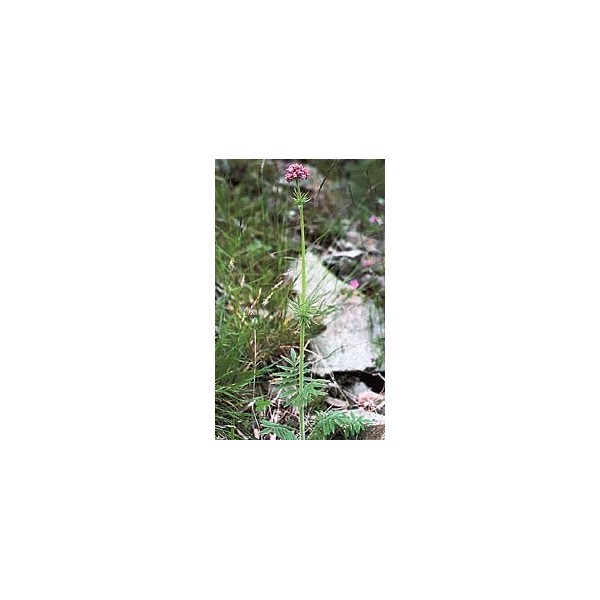 Valériane - Racines en vrac