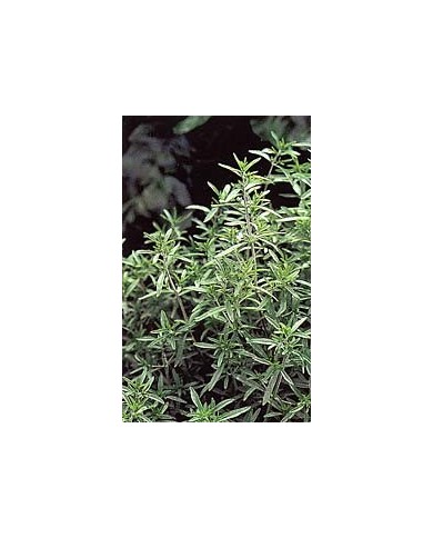 Sarriette - Feuilles en vrac