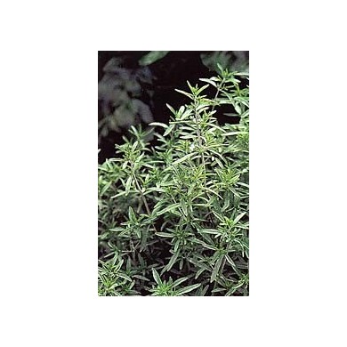 Sarriette - Feuilles en vrac