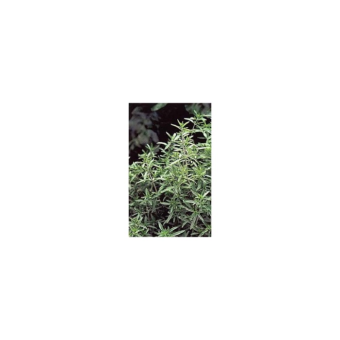 Sarriette - Feuilles en vrac