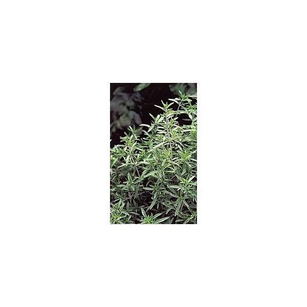 Sarriette - Feuilles en vrac