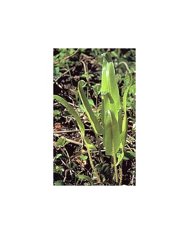 Scolopendre - Fronde en vrac