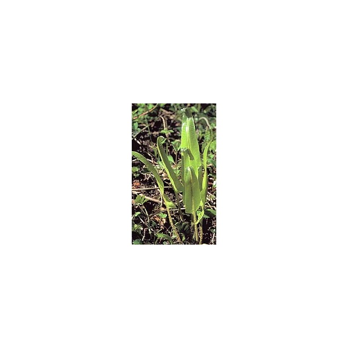 Scolopendre - Fronde en vrac