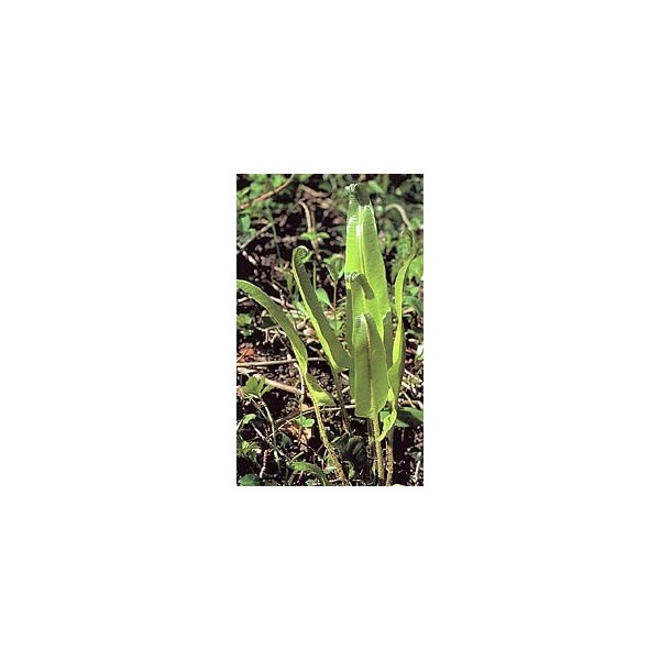 Scolopendre - Fronde en vrac