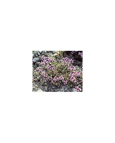 Serpolet - Feuilles en vrac