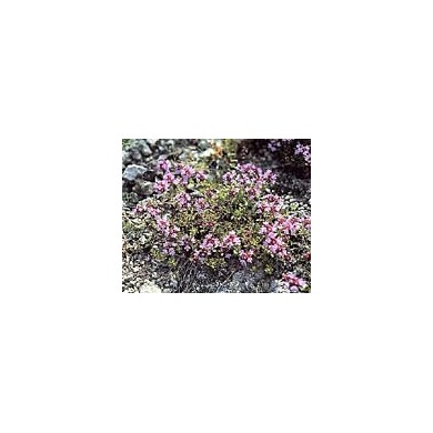 Serpolet - Feuilles en vrac