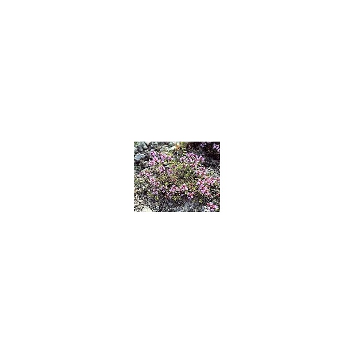 Serpolet - Feuilles en vrac