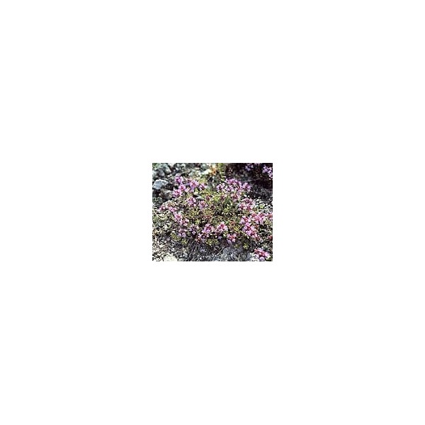 Serpolet - Feuilles en vrac